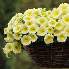 Petunia Easy Wave Yellow F1 Petunia Plant Annual Flowers Trailing Petunias
