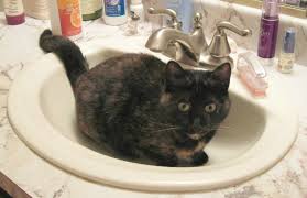 what is it about cats and bathrooms