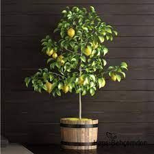 9.632 views1 year ago süblimasyon limon bahçesi mayer yediveren limon. Yediveren Mayer Limon Agaci Hepsibahcemden
