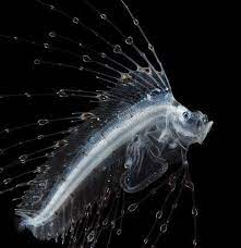 A Young Cusk Eel Brotulotaenia Sp Underwater Creatures Deep Sea Creatures Ocean Creatures