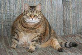 My Fat Cat An Epidemic Of Cat Obesity Life Cats