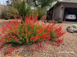 The plants you buy in a nursery are male, so no messy flowers or fruit. Spring Garden Tour Azplantlady Com
