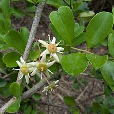 Image result for Putterlickia