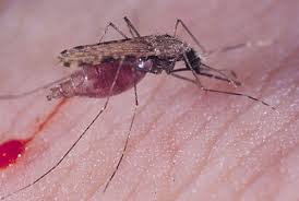 Malaria is caused by a parasite called plasmodium, which is transmitted via the bites of infected mosquitoes. Malaria Proof Mosquito Bug Squad Anr Blogs