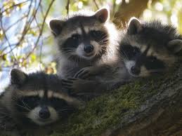 Now for pet keeper responsibility lecture. Child Mr Raccoon Mr Raccon Won T You Play With Me Somehow Raccoon No I Can T I M Eating Dinner Now Child Wha Cute Raccoon Pet Raccoon Baby Raccoon