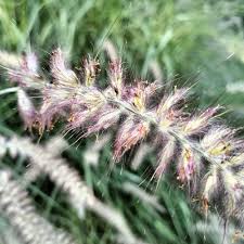 Image result for Cenchrus