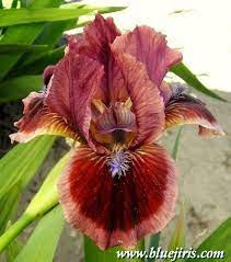 Dwarf Bearded Iris Cat S Eye 10 Tall Blue J Iris Ne Showy Flowers Flowers Planting Flowers