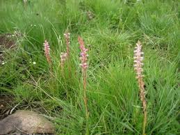Image result for Satyrium