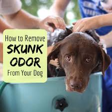 How To Remove The Skunk Odor From A Dog Pethelpful
