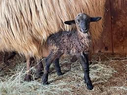 Profile for Red Feather Navajo Churros