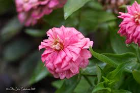 Upper most flowers 4th fromthe left and second from the right i dont think that flower belongs to the philippines please be kind enough to label from which part of. Pretty Pink Zinnia Elegans Magellan Pink Creativepxels