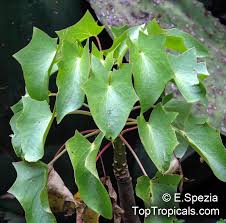 Image result for Senecio sp.no.1
