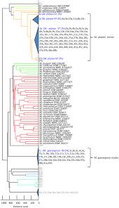 А) p 1 ( a ; Plos One Methylobacterium Species Promoting Rice And Barley Growth And Interaction Specificity Revealed With Whole Cell Matrix Assisted Laser Desorption Ionization Time Of Flight Mass Spectrometry Maldi Tof Ms Analysis