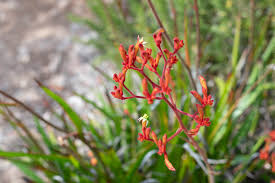 Dragon's blood sedum with shrubs of dymondia omit heath. The Plant Guide For Our Southern California Low Water Front Yard Garden The Gold Hive