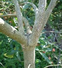 Image result for Ochna atropurpurea