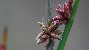 Image result for Schoenoplectiella mucronata