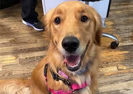 Compare your options and call now. Family Veterinary Services Montague Veterinary Hospital