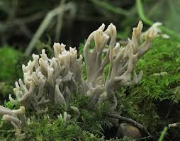 Image result for Clavulina cinerea