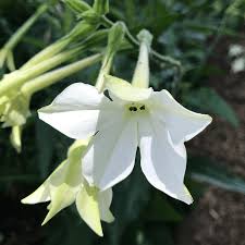 Image result for Nicotiana