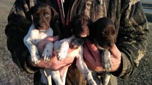 German shorthaired pointer puppies for sale and dogs for adoption in ohio, oh. Akc Registered German Shorthair Pointer Puppies For Sale In Glencoe Minnesota Classified Hoodbiz Org