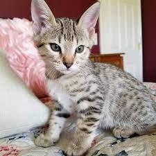 Savannah Cat For Sale Savannah Kittens For Sale F1 Savannah Cat For Sale Gatsy Savannah Kittens