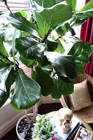 Very large fiddle leaf fig (ficus lyrata) with big lovely leaf for foliage. My Fiddle Leaf Fig Tree Was It Worth The Money Swoon Worthy