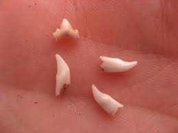 Next, the top four front teeth emerge. My Kitten Is Losing Teeth Love Meow