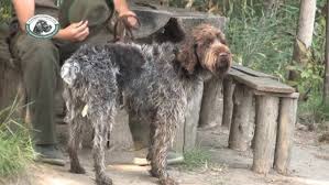 Image result for český fousek stavba těla