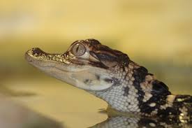 Alligators Animals Cute Baby Animals Baby Alligator