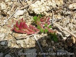 Image result for Portulaca foliosa