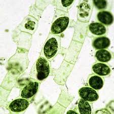 Spirogyra (common names include water silk, mermaid's tresses, and blanket weed) is a filamentous charophyte green alga of the order zygnematales, named for the helical or spiral arrangement of the chloroplasts that is characteristic of the genus. Reproduksi Generatif Pada Ganggang Coretan Bintang Naisya Www Sridianti Com