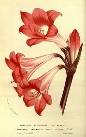 Pin On Botanical Illustrations