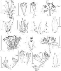 Image result for Eriocaulon buchananii