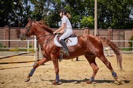 Comprehensive Western Saddle Fitting Guide And Mistakes To