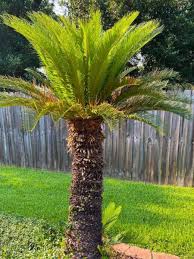 Image result for Cycas
