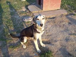 We opened our kennel in wisconsin, after long journey to find a beautiful. German Shepard Bluetick Coonhound Mix For Sale In Granton Wisconsin Classified Americanlisted Com
