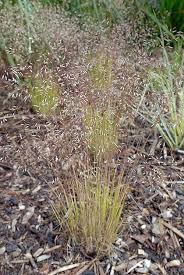 Image result for Cynodon aethiopicus