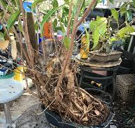 What a Tangled Web of Roots We Weave – Adam's Art and Bonsai ...
