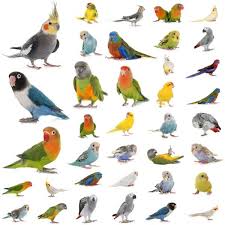 Top 100 Popular Bird Names Male Female Birds