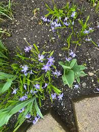 Image result for Bivinia jalbertii