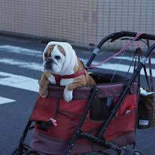 はなこ on instagram カートに乗ってご機嫌なはなこ イングリッシュブルドッグ ブルドッグ ブヒ 犬 可愛い kawaii dog englishbulldog bulldog cute chunk english bulldog baby strollers baby love
