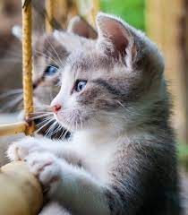 Search kittens in your area by breed, size and more! Pet Shop Near Me Cats Cheap Online