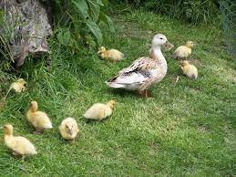 Silver appleyard ducks male or female. Google Image Result For Http Www Freewebs Com Woodsideappleyards Baby 20duckl Duck Breeds Heritage Breeds Breeds