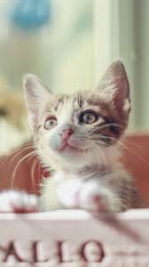 720x1280 Wallpaper Cute Kitten Baby Cat Pet In Box Cute Cats And Kittens Cute Cat Wallpaper Cute Cats
