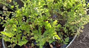 In south korean cooking, it is commonly the stems of the minari plant that are used as a vegetable and herb in kimchi, bibimbap, fish stews, and a variety of namul (a category of side dishes made. Digging Into Minari The Leafy Edible Plant