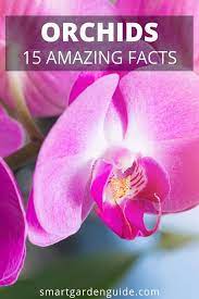 15 Amazing Orchid Facts I M Constantly Learning New And Surprising Things About These Wonderful Plants Learn More At Smartgardeng Orchids Plants Smart Garden