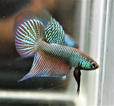 Search the whole market and can only find betta smaragdina, the emerald green betta, blue betta or mekong fighting fish, thai: Betta Smaragdina Green Pre Order