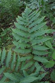 Image result for Dryopteridaceae