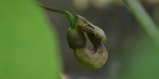 Image result for Aristolochia hockii