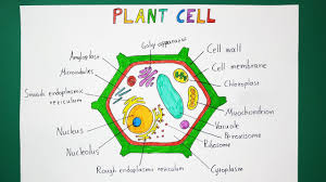 Numerous medicines, perfumes, pigments, antimicrobials, and insecticides are derived from plant natural products. How To Draw A Plant Cell Biology Youtube